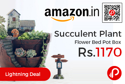 Succulent Plant Flower Bed Pot Box